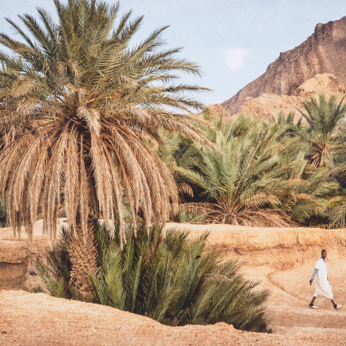 Druck Print Marta Rossignol - Moroccan Oasis