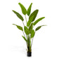 Accessoires Strelitzia M
