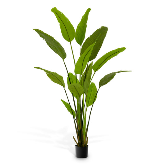 Accessoires Strelitzia M
