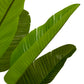 Accessoires Strelitzia M