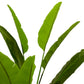 Accessoires Strelitzia M