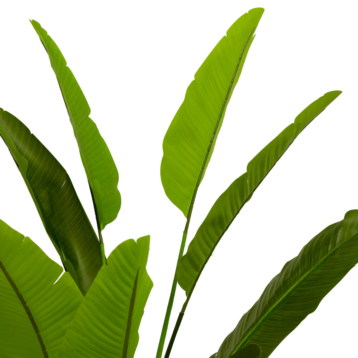 Accessoires Strelitzia M