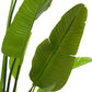 Accessoires Strelitzia M