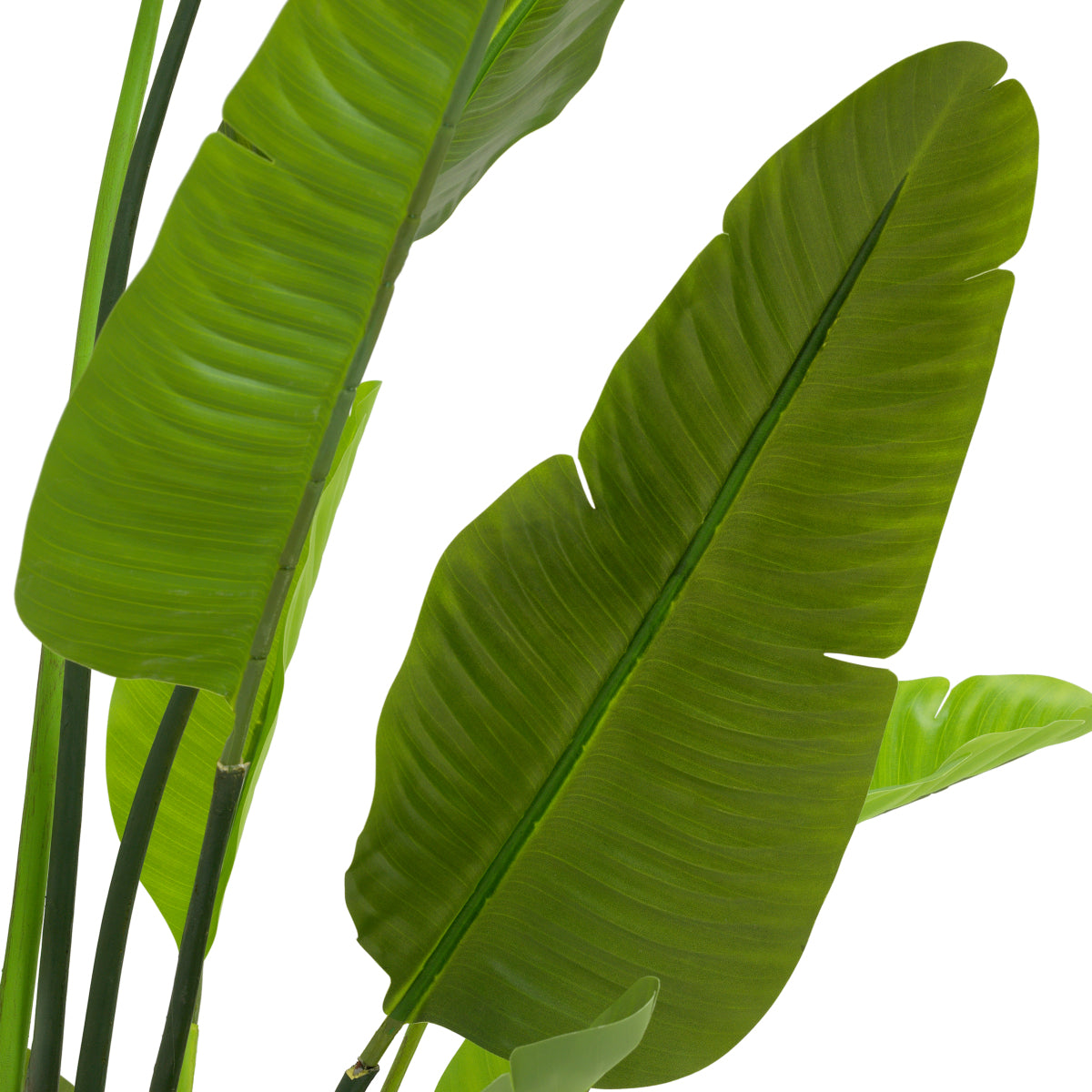 Accessoires Strelitzia M