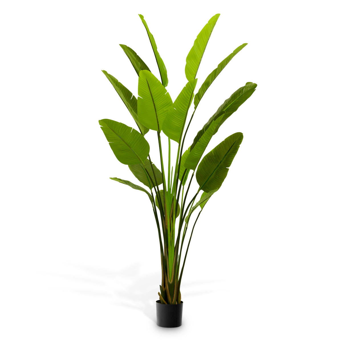 Accessoires Strelitzia L
