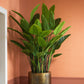 Accessoires Strelitzia L