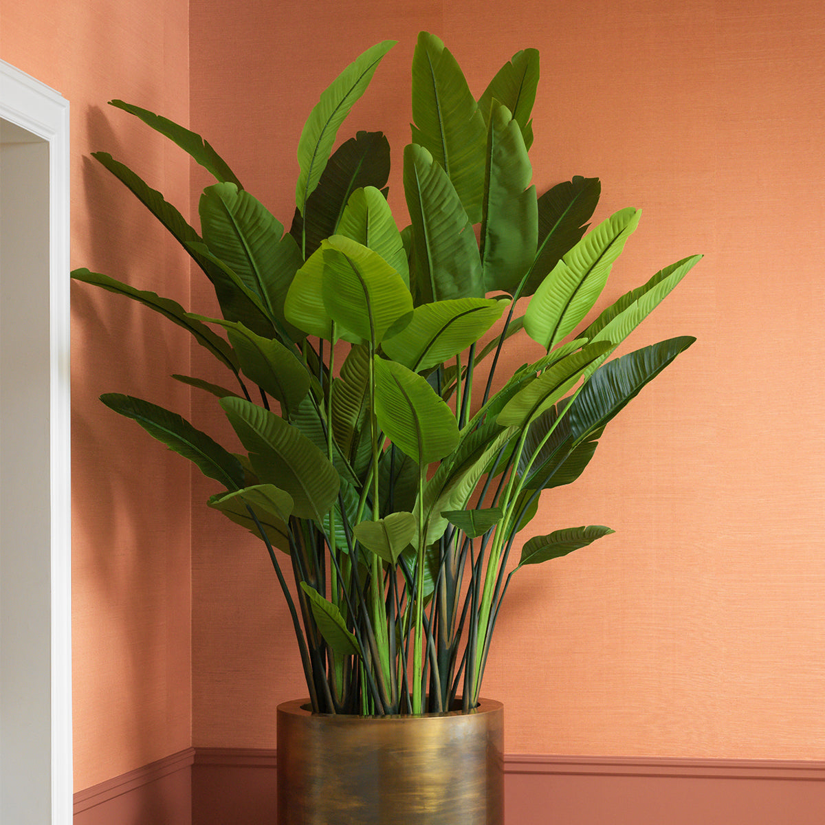 Accessoires Strelitzia L