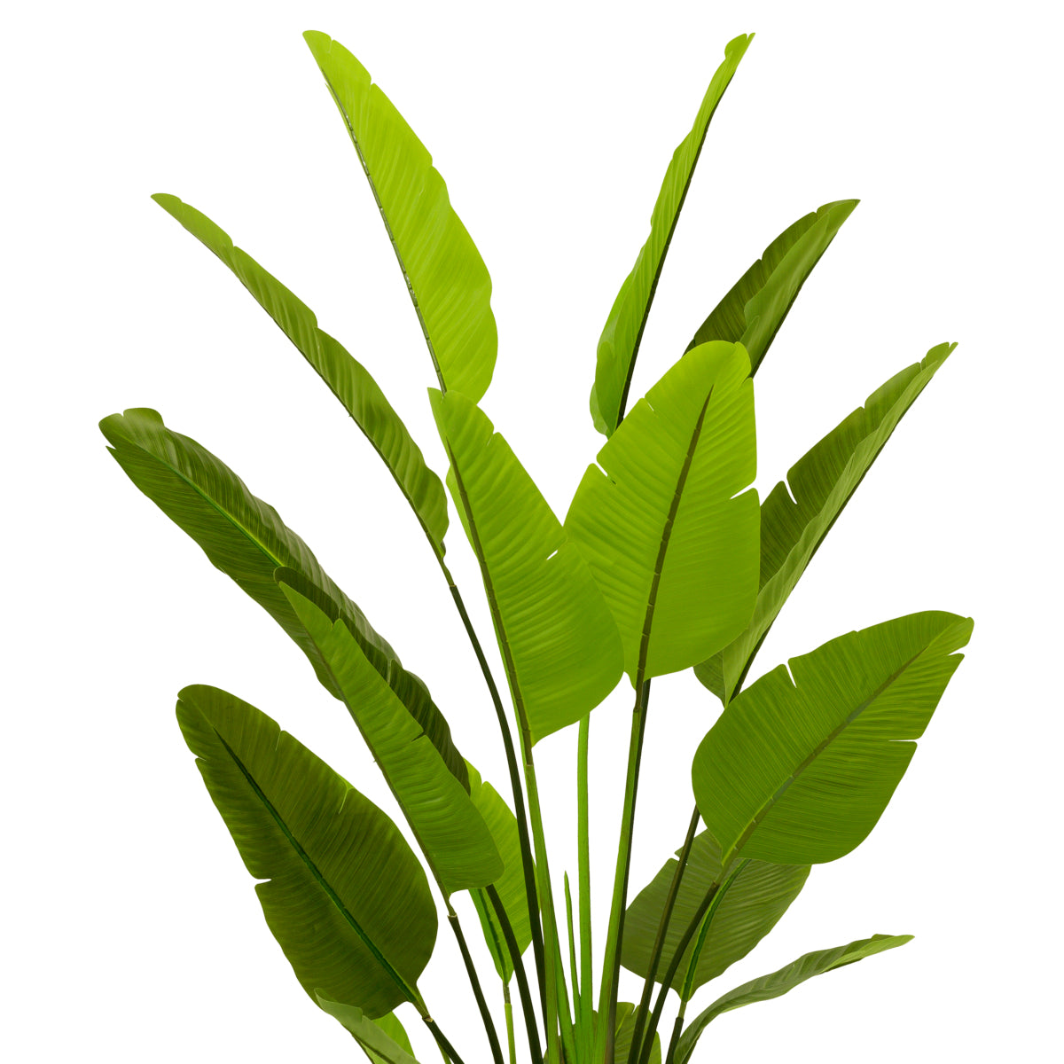 Accessoires Strelitzia L
