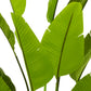 Accessoires Strelitzia L