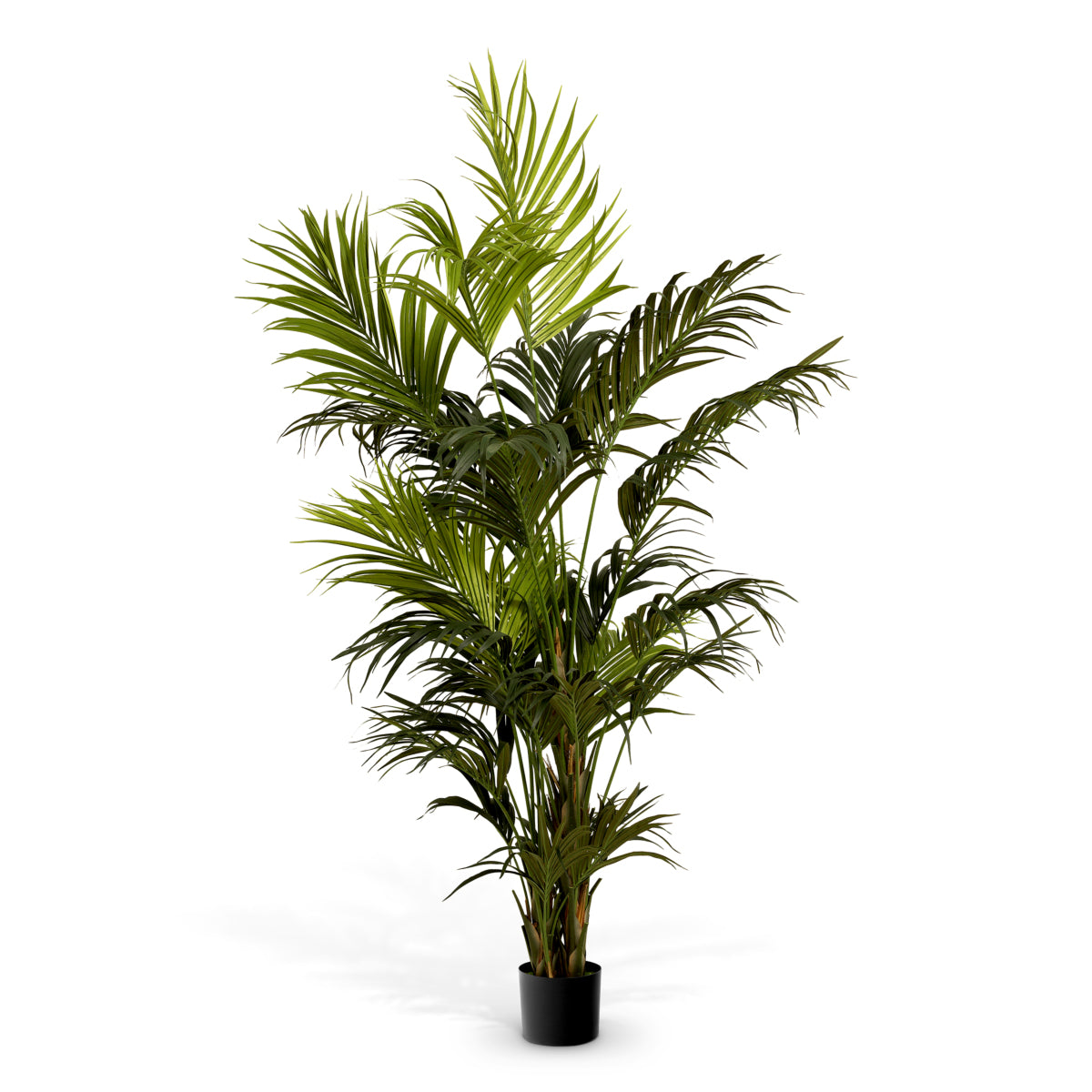 Accessoires Kentia Palm