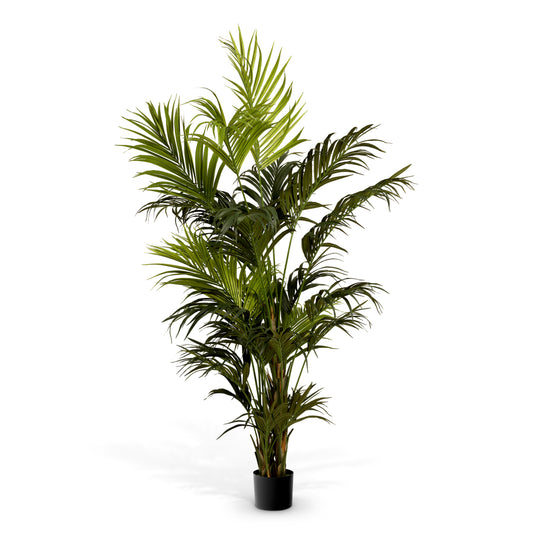 Accessoires Kentia Palm