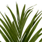 Accessoires Kentia Palm