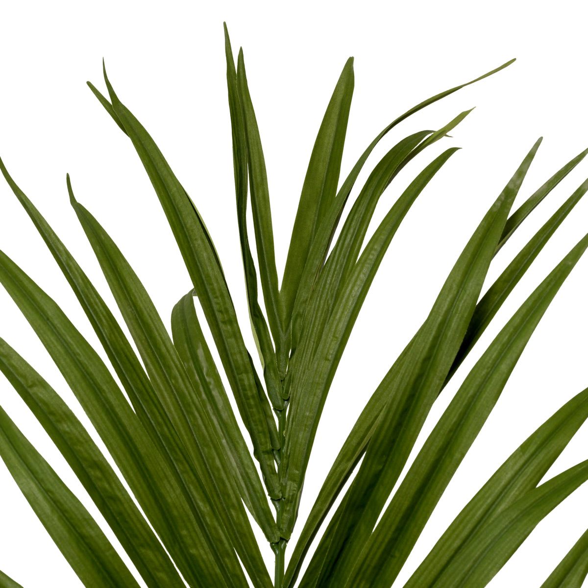 Accessoires Kentia Palm