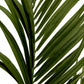 Accessoires Kentia Palm