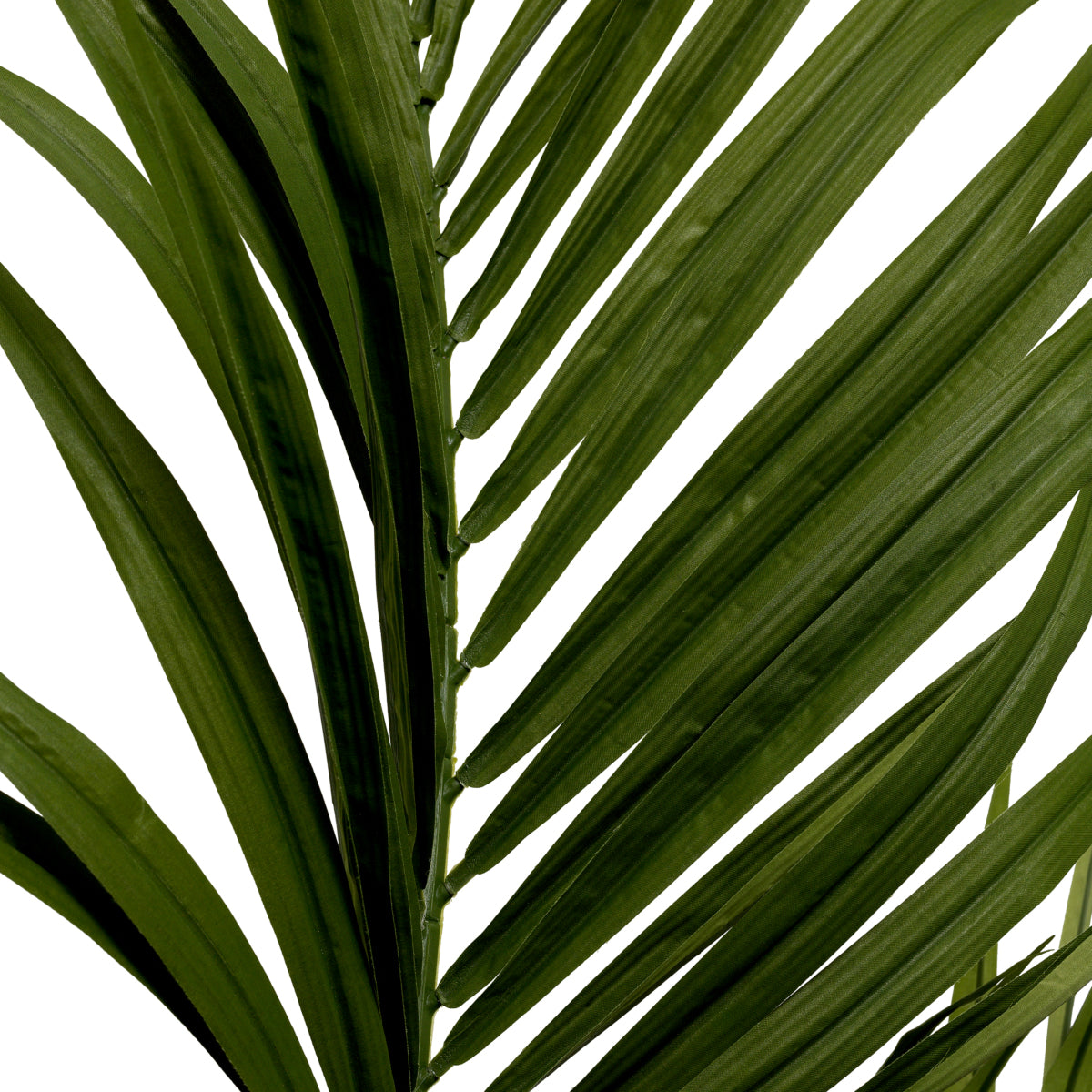 Accessoires Kentia Palm