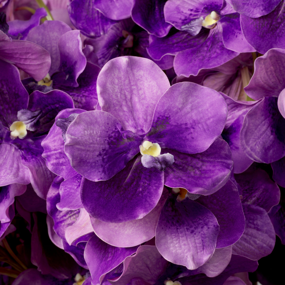 Grand Showroom '25 Bouquet Of Vanda Orchids Real Touch 24 Pcs