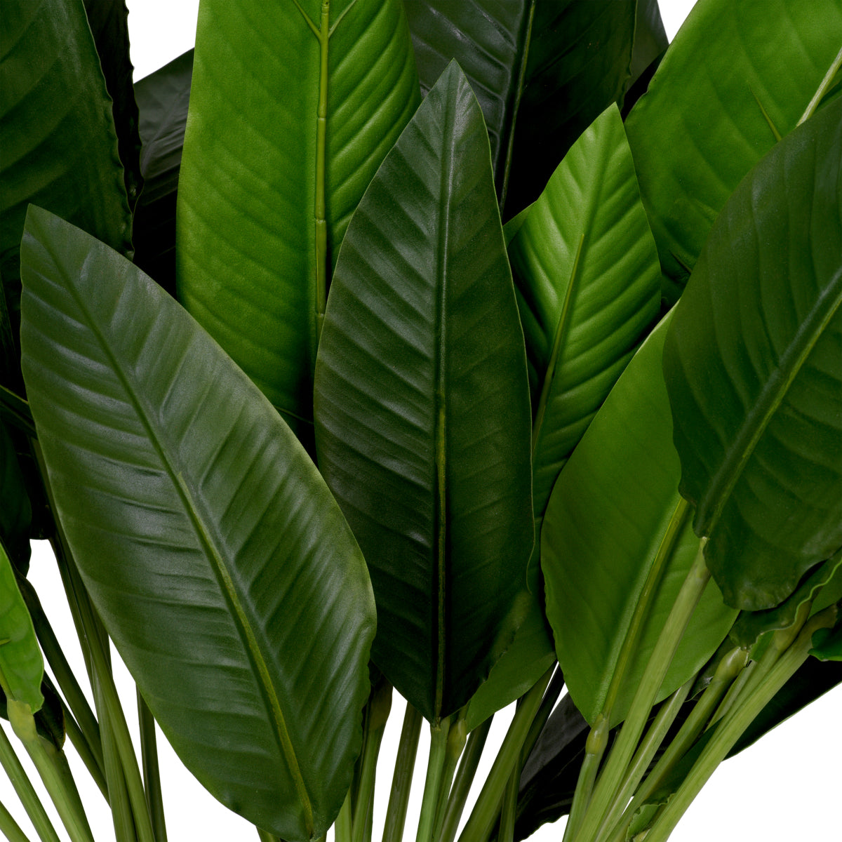 Grand Showroom '25 Bundle Of Strelitzia Leaves 36 Pcs