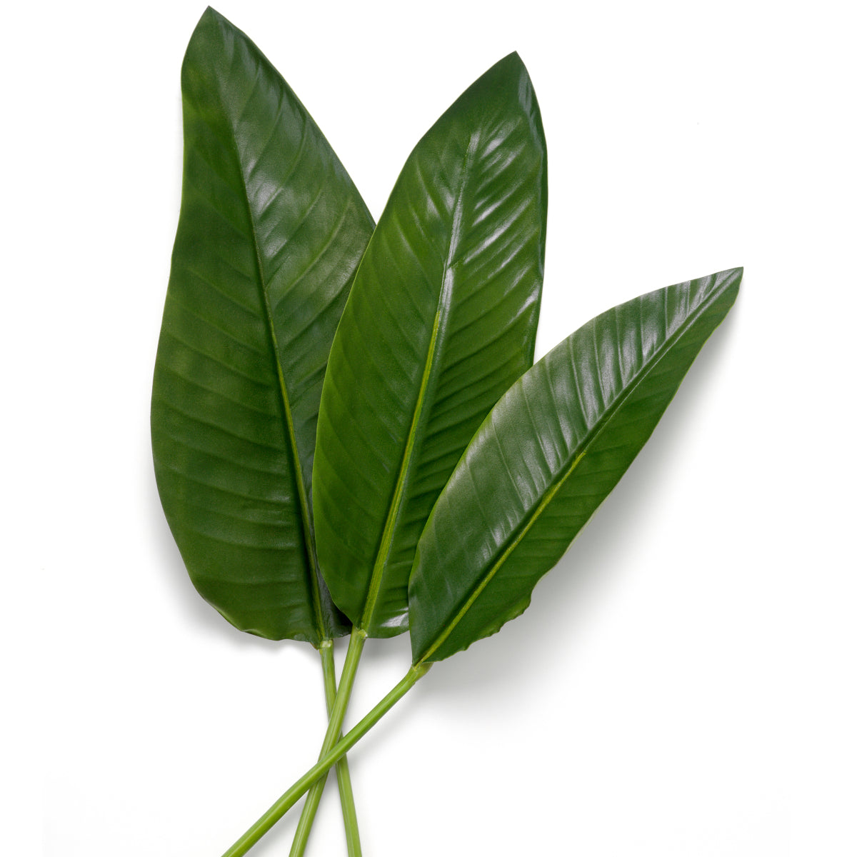 Grand Showroom '25 Bundle Of Strelitzia Leaves 36 Pcs