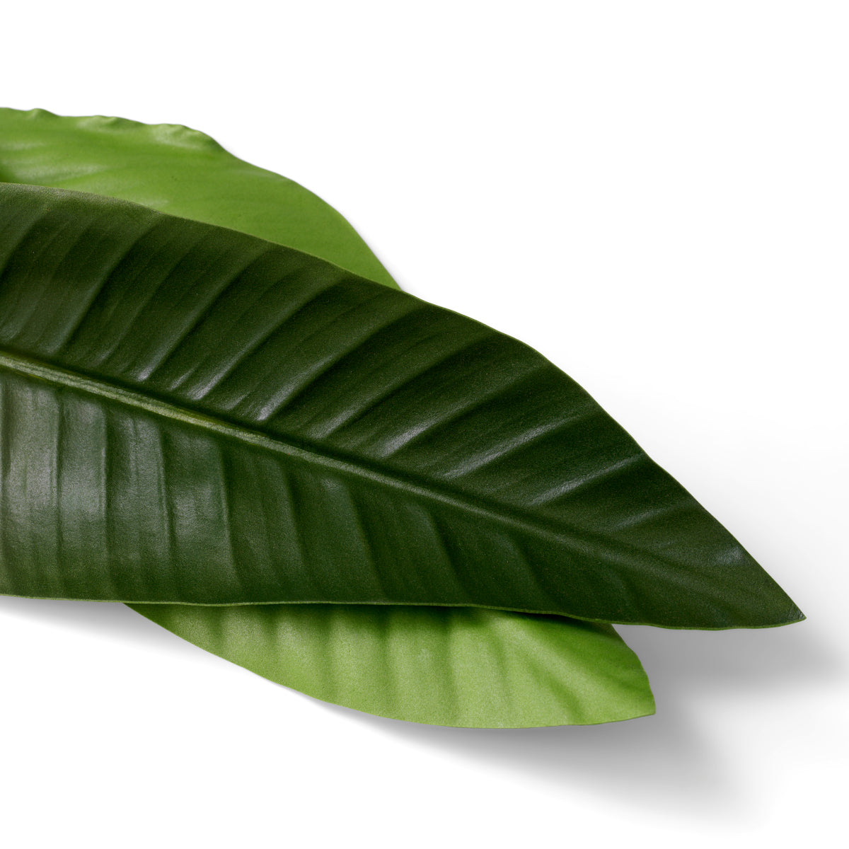 Grand Showroom '25 Bundle Of Strelitzia Leaves 36 Pcs