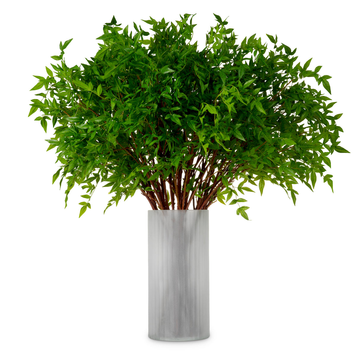 Grand Showroom '25 Bundle Of Tender Leaves 36 Pcs