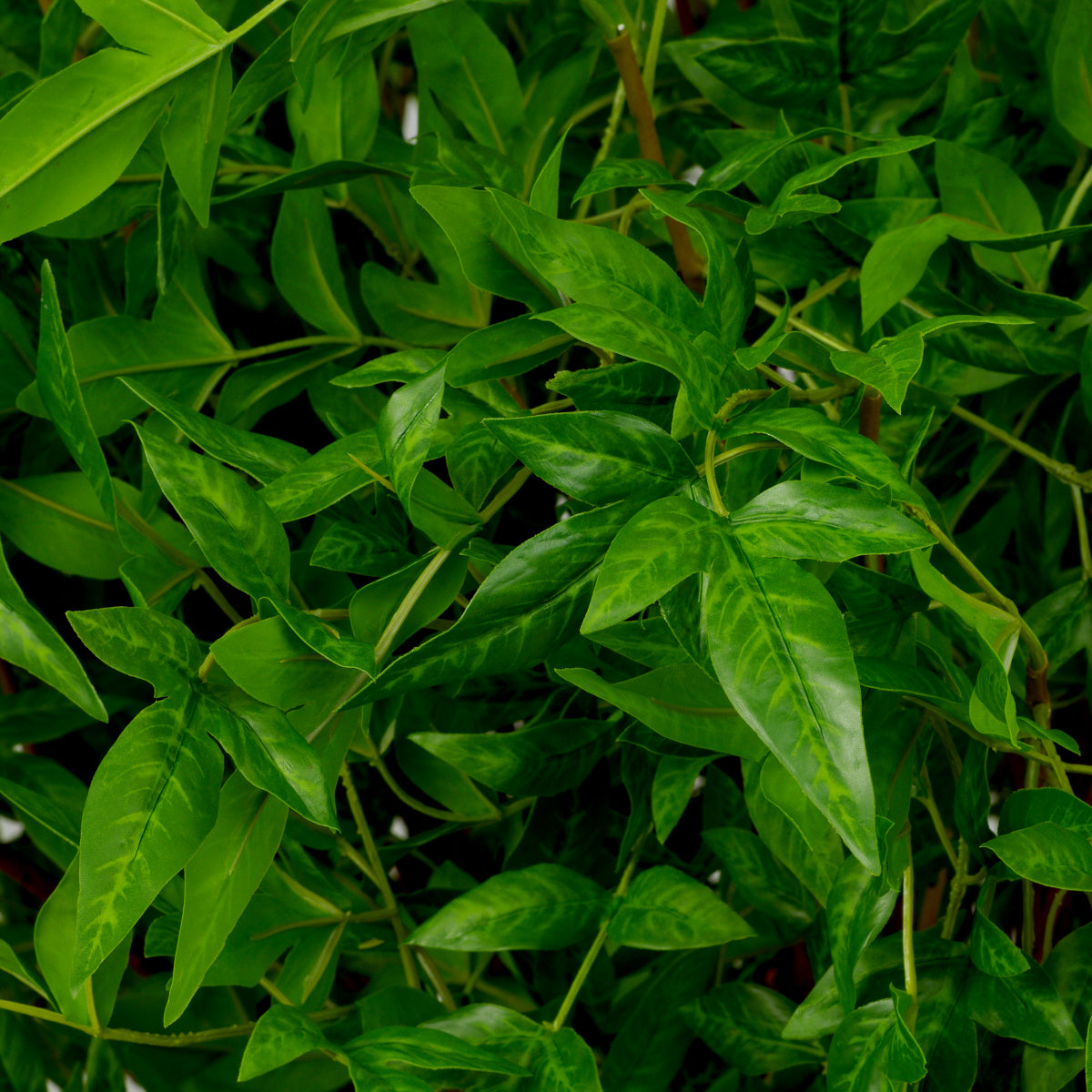 Grand Showroom '25 Bundle Of Tender Leaves 36 Pcs