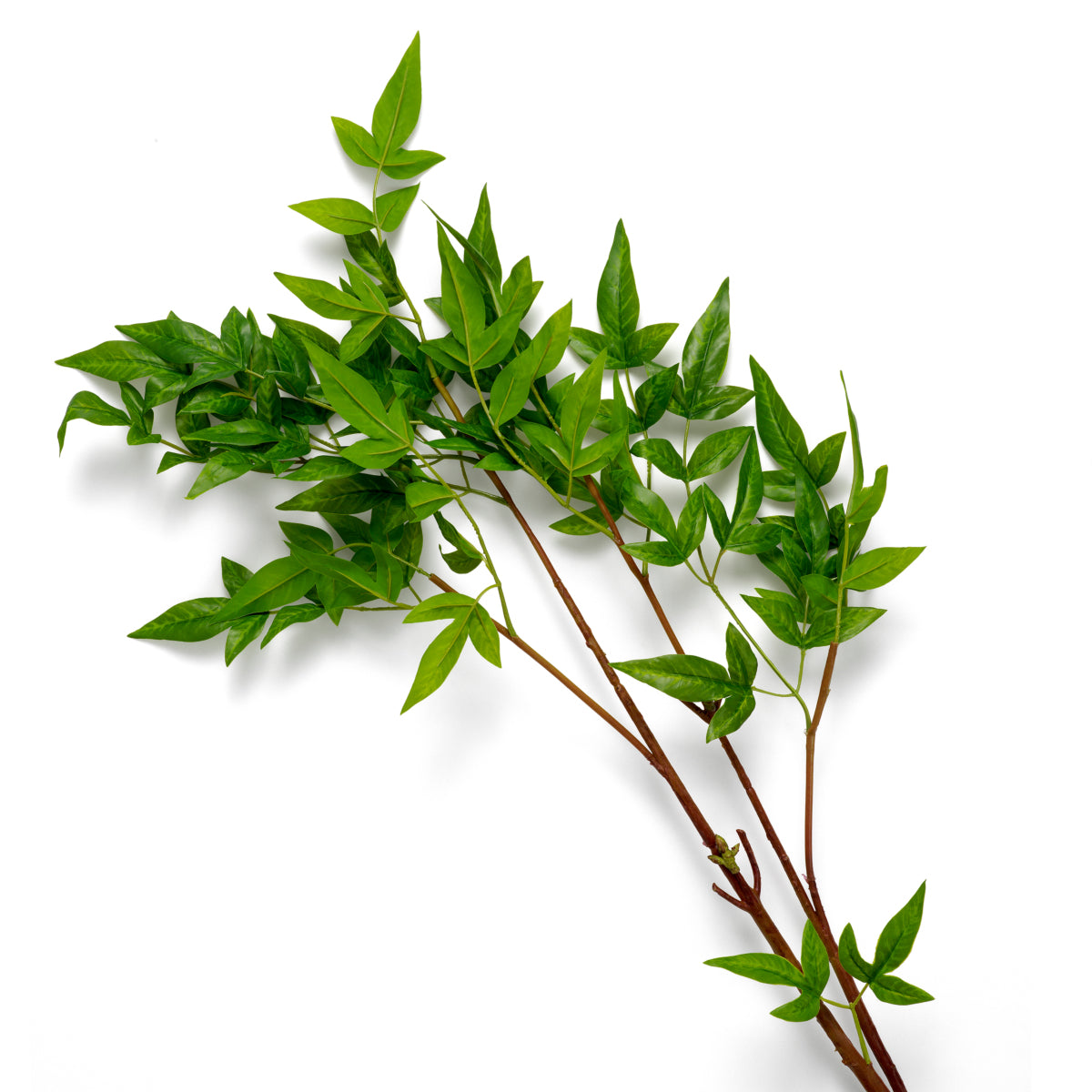 Grand Showroom '25 Bundle Of Tender Leaves 36 Pcs