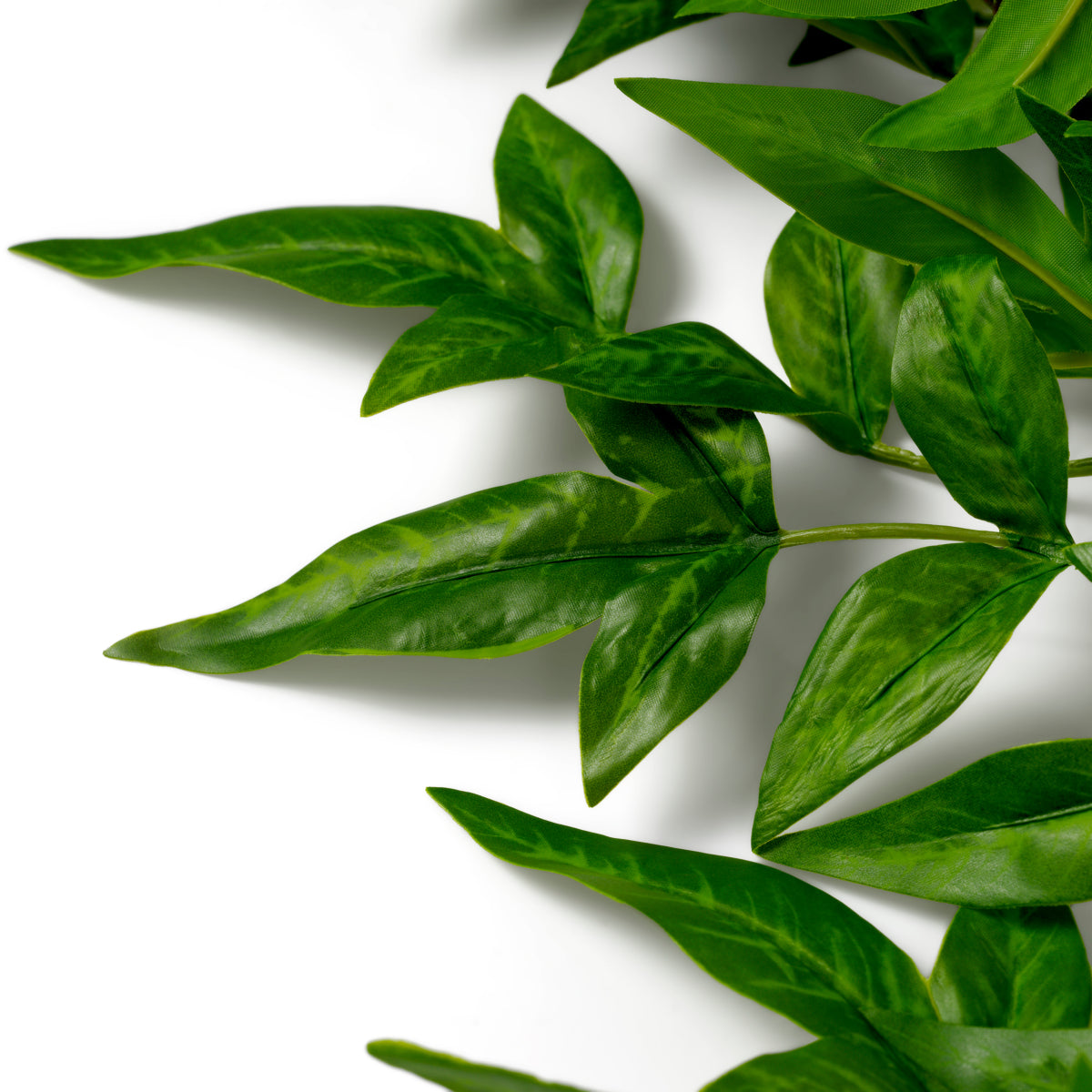 Grand Showroom '25 Bundle Of Tender Leaves 36 Pcs