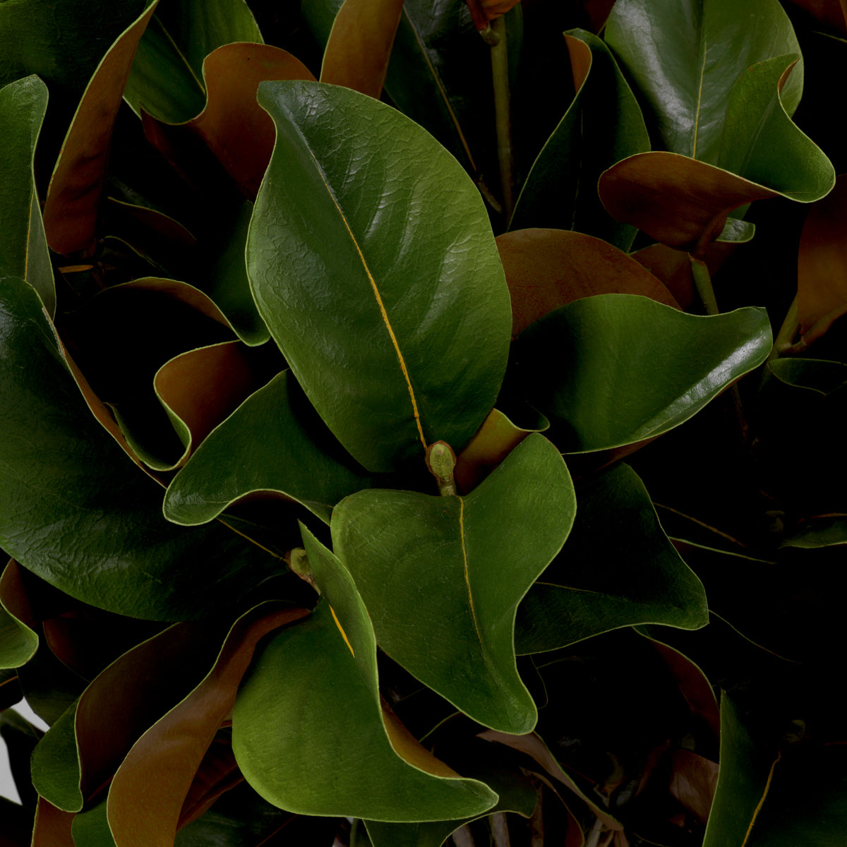 Grand Showroom '25 Bundle Of Magnolia Leaves 24 Pcs
