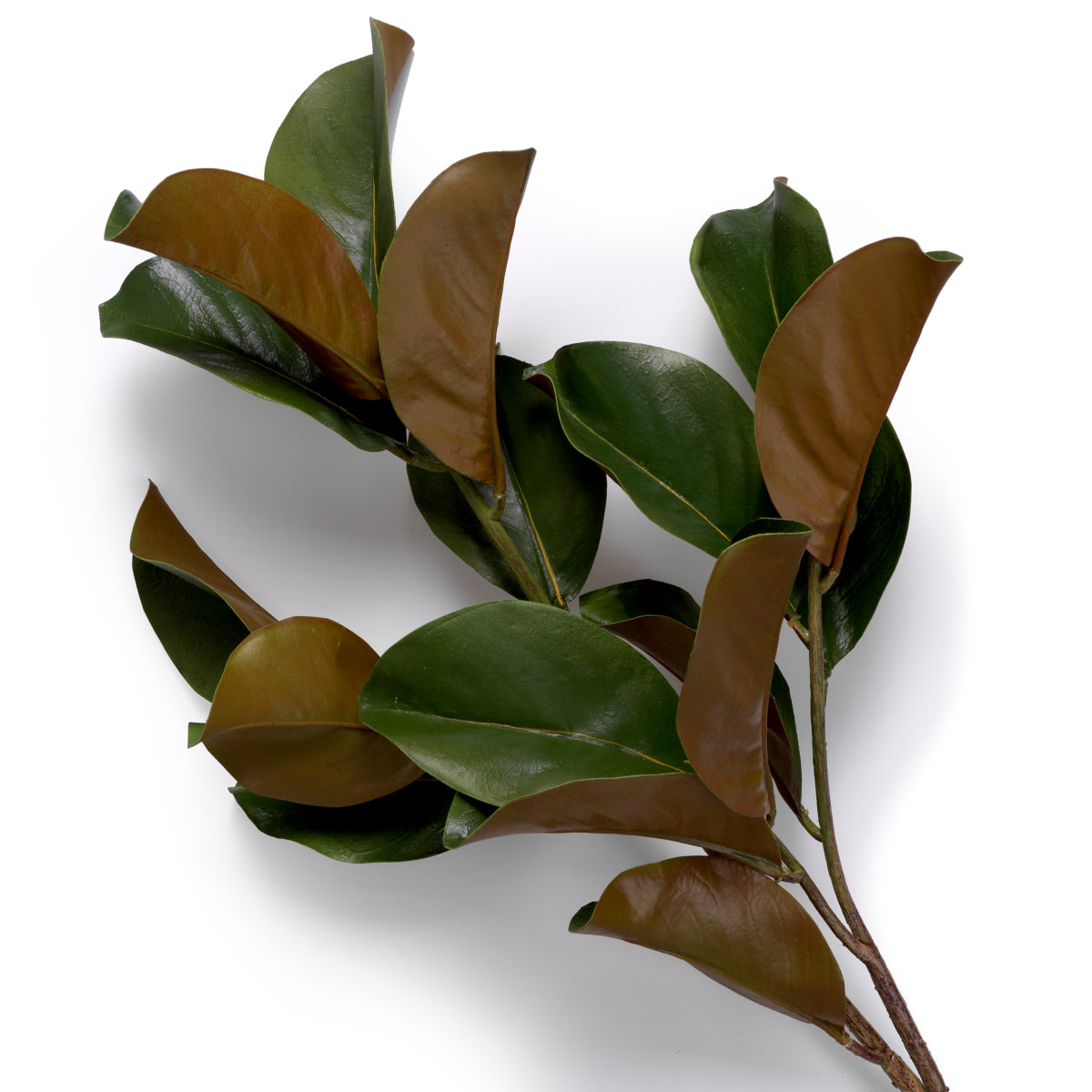 Grand Showroom '25 Bundle Of Magnolia Leaves 24 Pcs