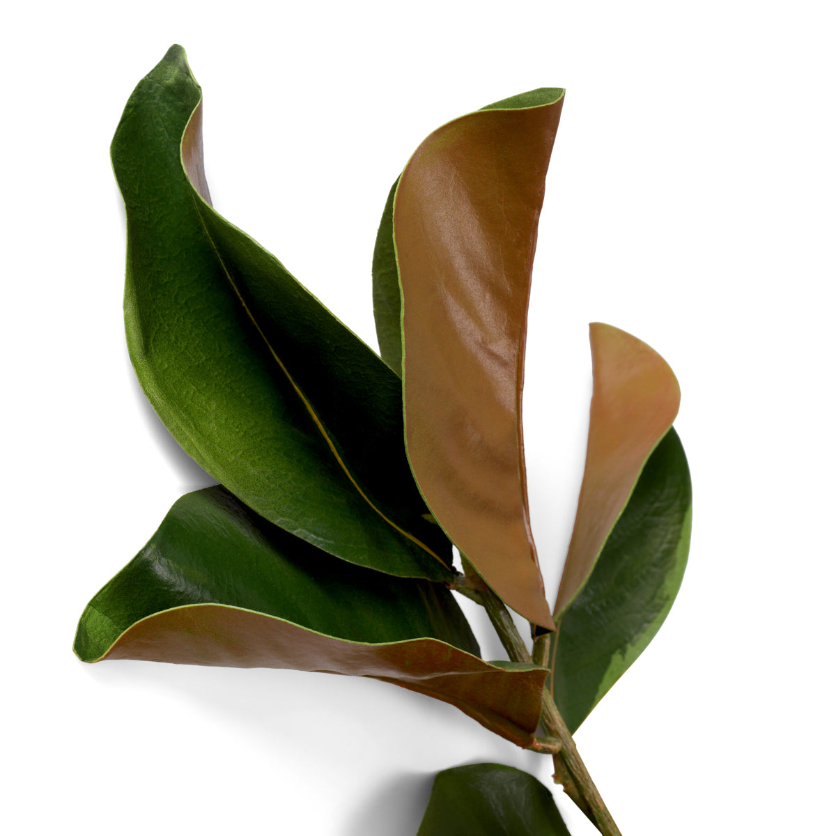 Grand Showroom '25 Bundle Of Magnolia Leaves 24 Pcs