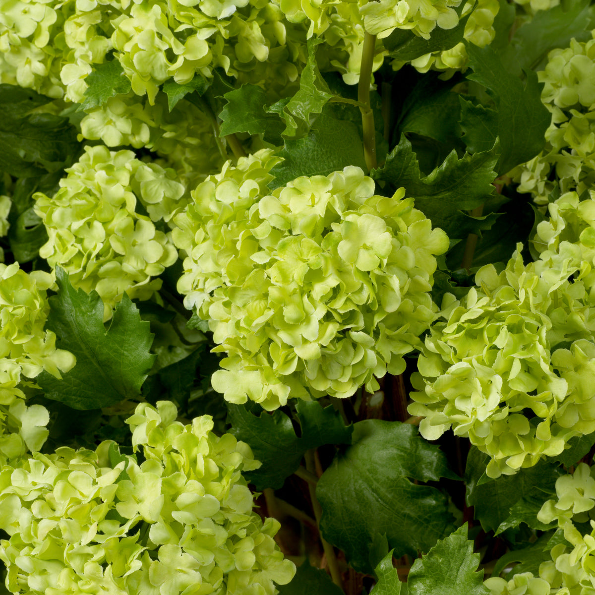 Grand Showroom '25 Bouquet Of Hydrangeas Snowball Real Touch 36 Pcs